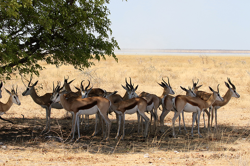 Environs de Namutoni