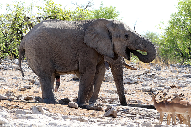 Environs de Namutoni