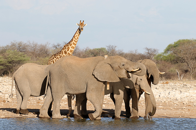 Environs de Namutoni