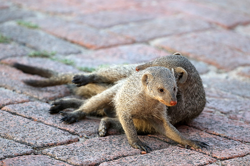 Environs de Namutoni