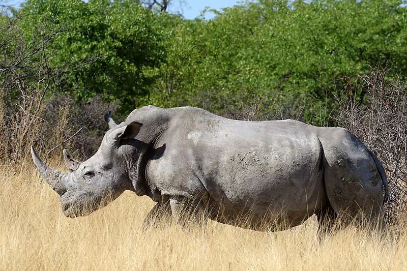 Environs de Namutoni