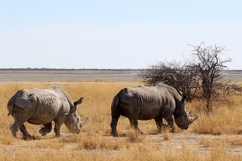 Environs de Namutoni