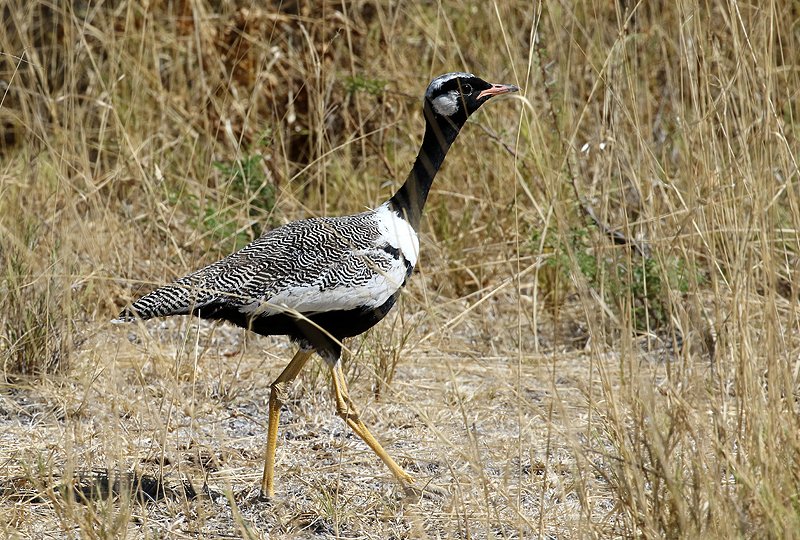 Environs de Namutoni