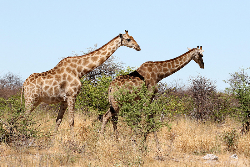 Environs de Namutoni