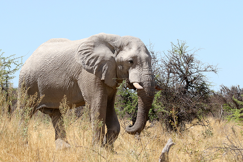 Environs de Namutoni