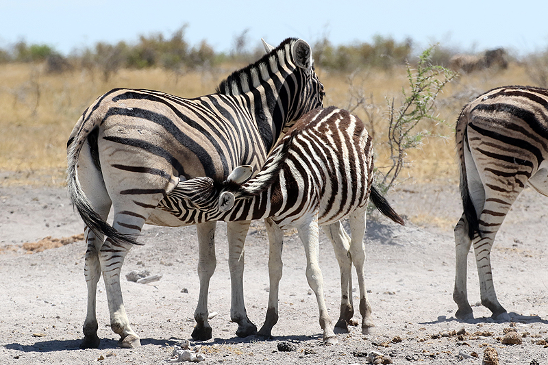 Environs de Namutoni