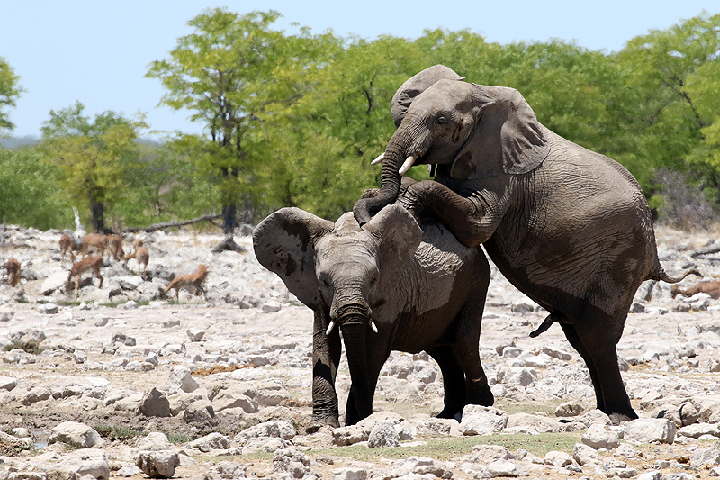 Environs de Namutoni