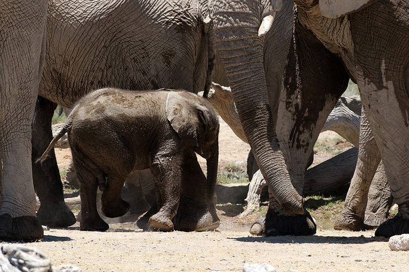 Environs de Namutoni