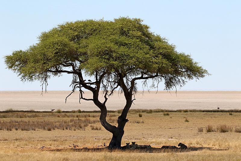 Environs d Okaukuejo