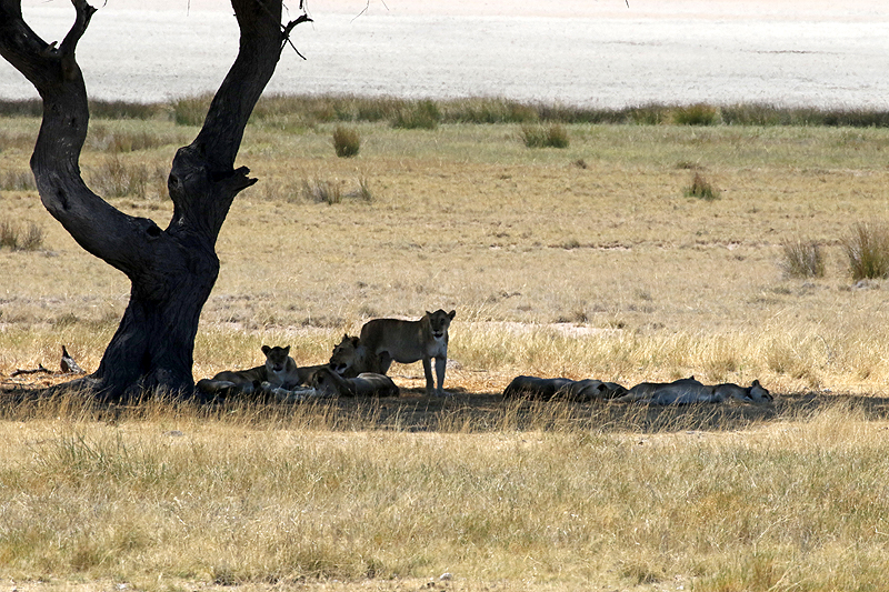Environs d Okaukuejo