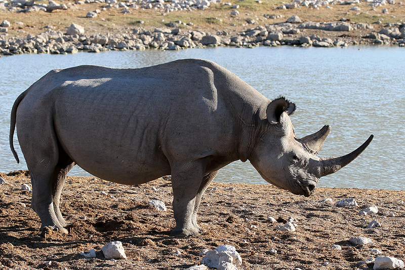 Environs d Okaukuejo