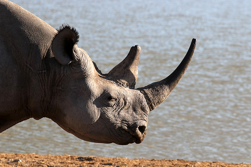 Environs d Okaukuejo