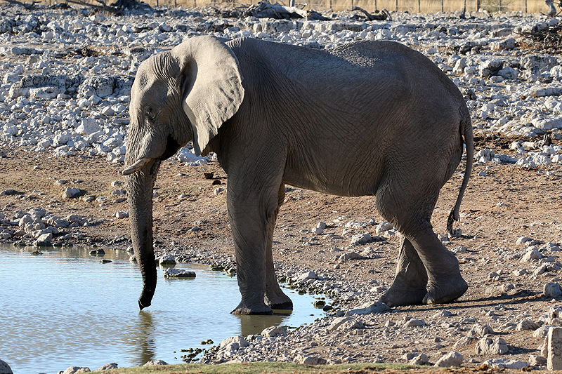 Environs d Okaukuejo