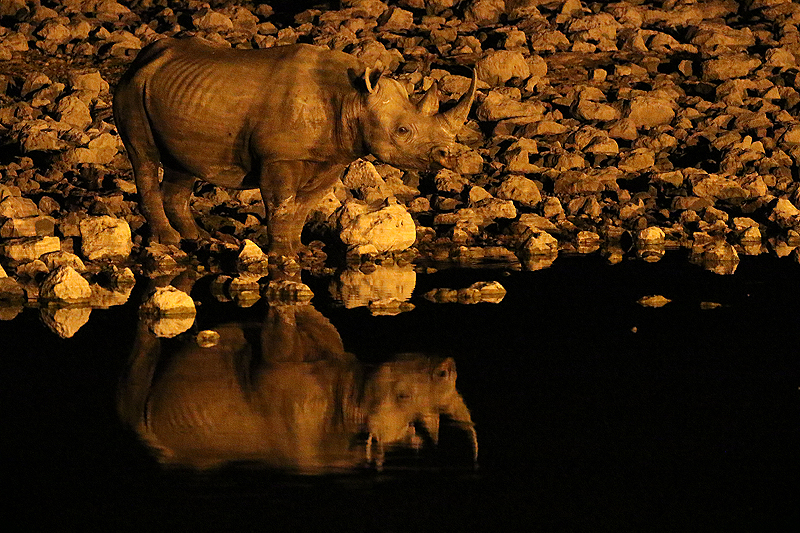 Environs d Okaukuejo