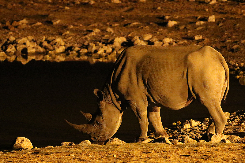Environs d Okaukuejo