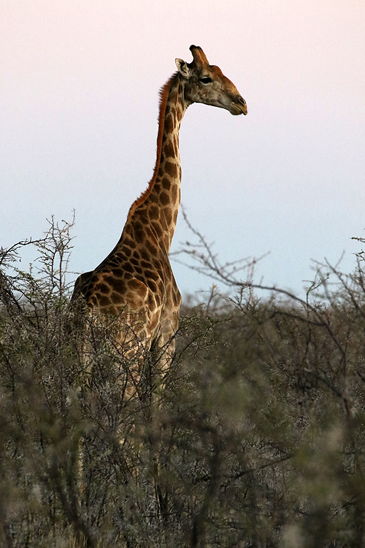 Environs d Okaukuejo