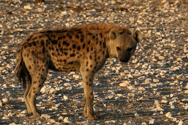Environs d Okaukuejo