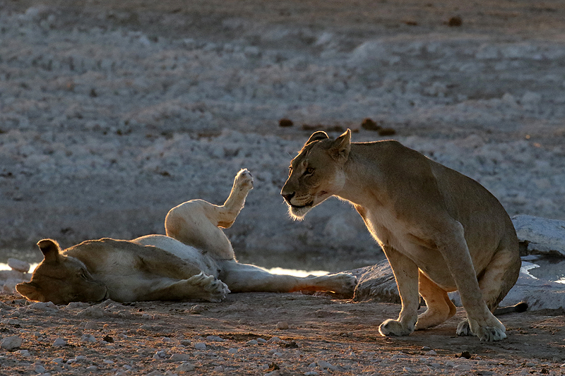 Environs d Okaukuejo
