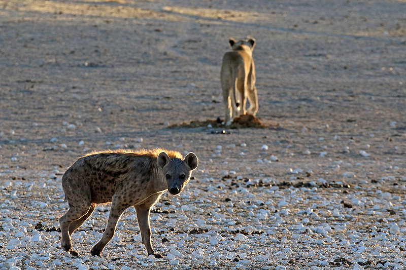 Environs d Okaukuejo