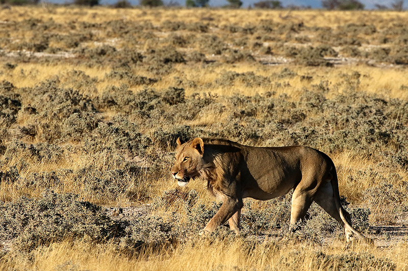 Environs d Okaukuejo