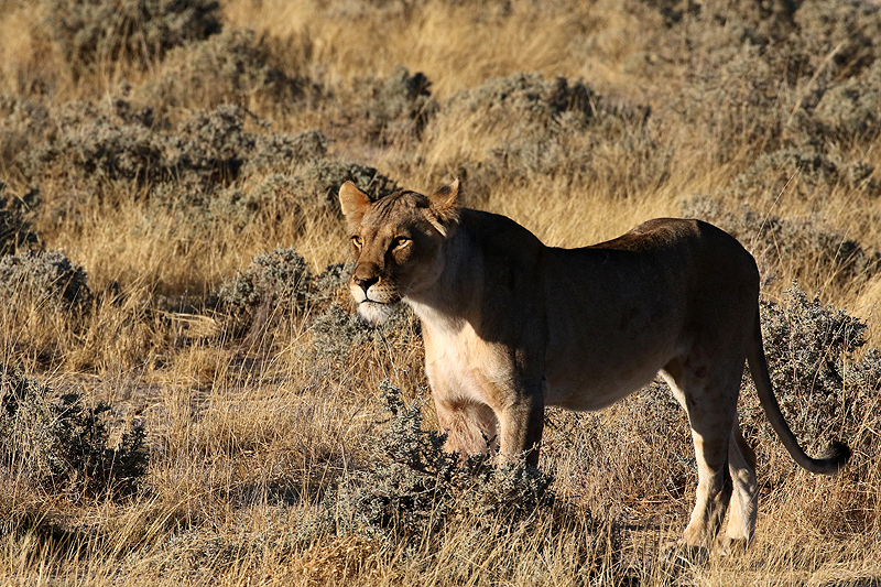 Environs d Okaukuejo