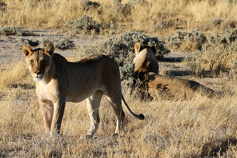 Environs d Okaukuejo