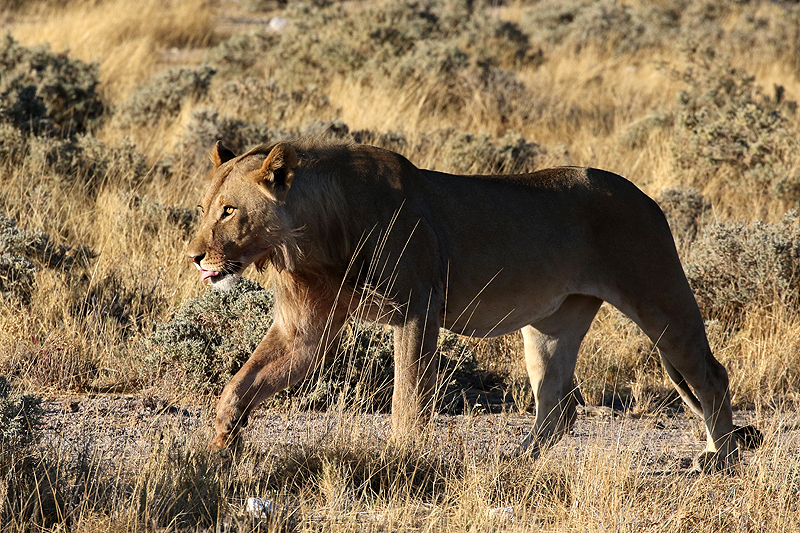 Environs d Okaukuejo