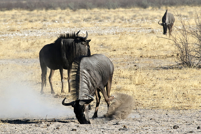 Environs d Okaukuejo