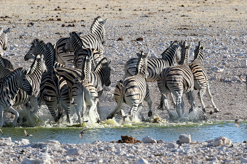 Environs d Okaukuejo