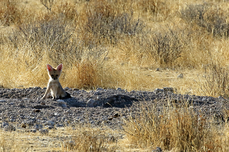 Environs d Okaukuejo