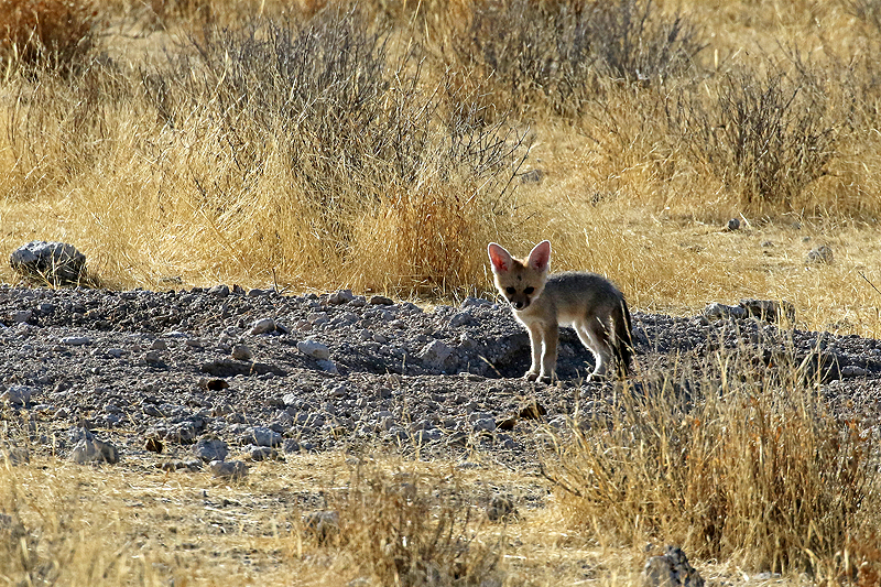 Environs d Okaukuejo