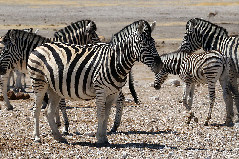 Environs d Okaukuejo