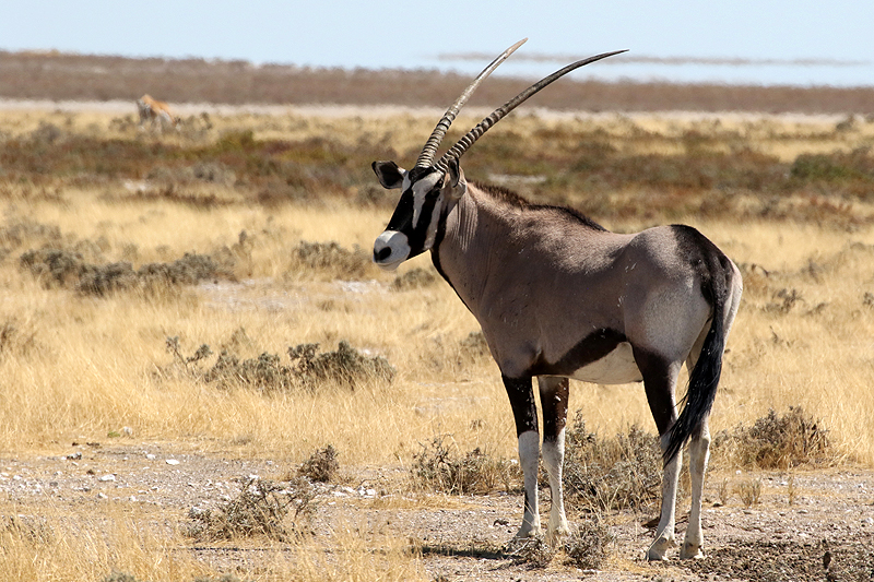 Environs d Okaukuejo