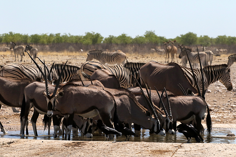 Environs d Okaukuejo