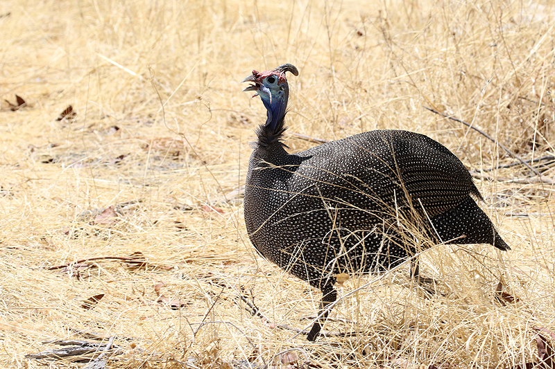 Environs d Okaukuejo