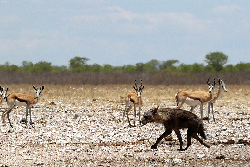 Environs d Okaukuejo