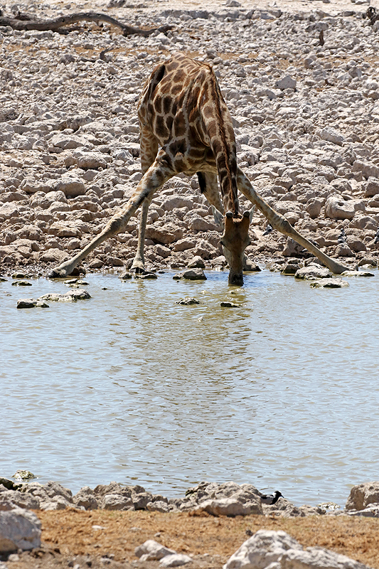 Environs d Okaukuejo