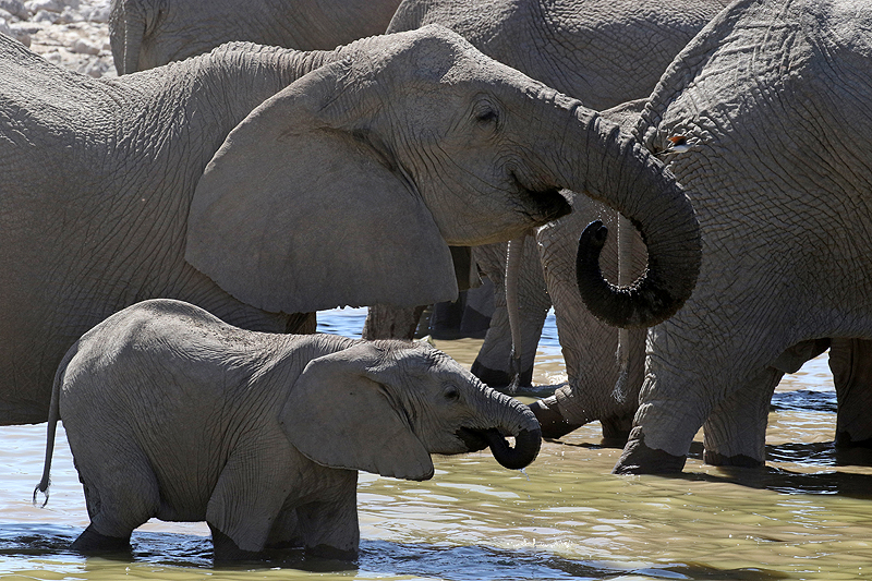 Environs d Okaukuejo