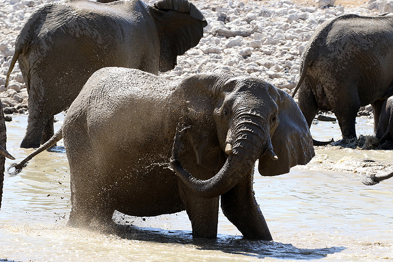 Environs d Okaukuejo