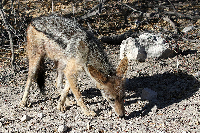 Environs d Okaukuejo