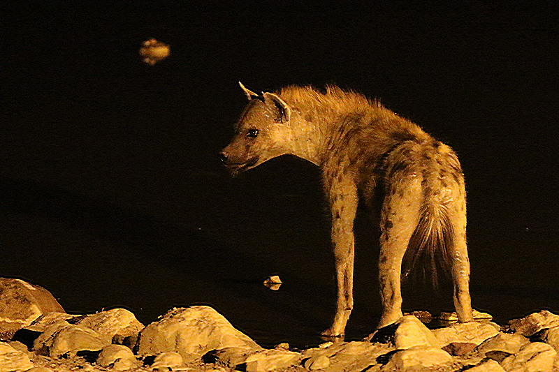 Environs d Okaukuejo