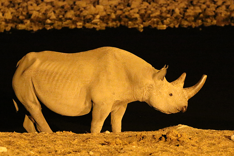 Environs d Okaukuejo