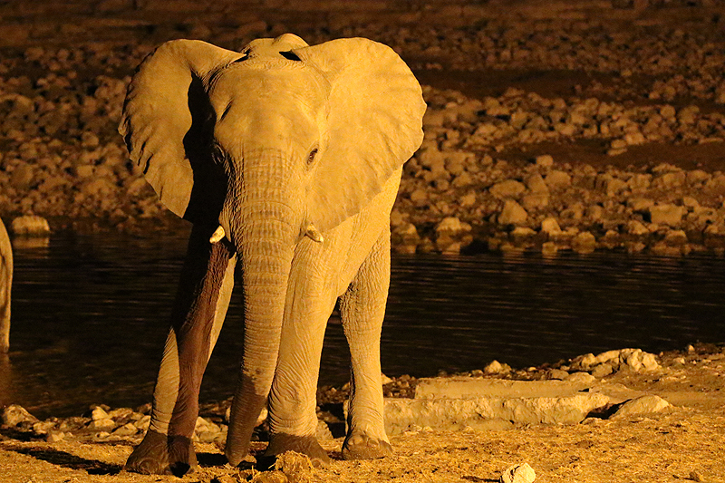 Environs d Okaukuejo