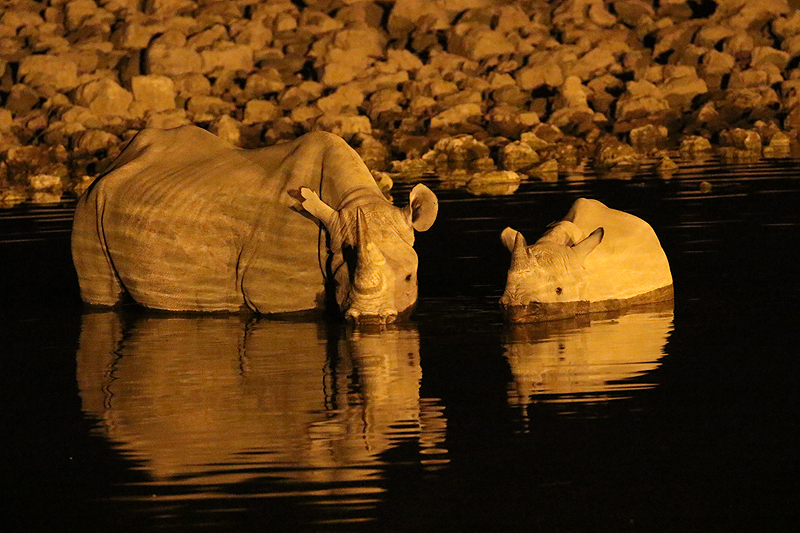 Environs d Okaukuejo