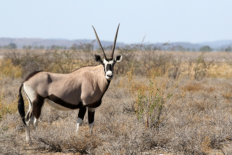 Environs d Okaukuejo