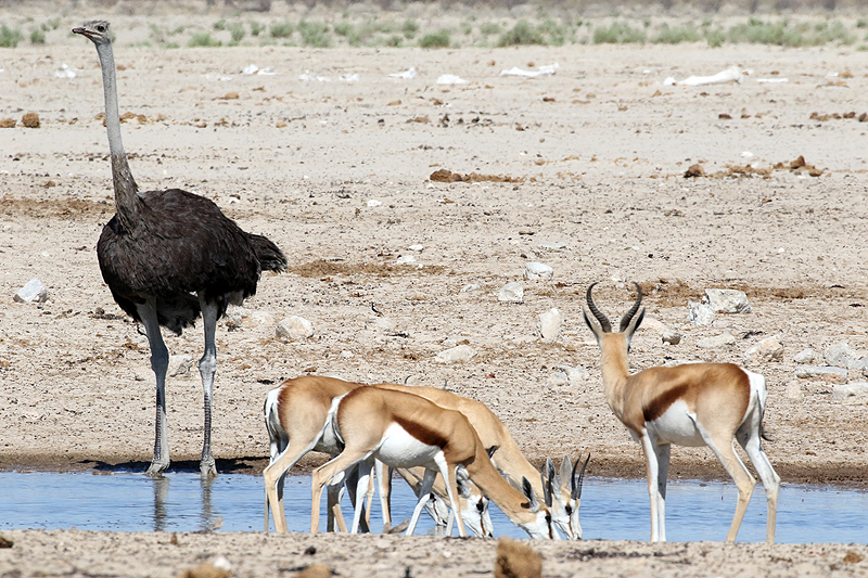 Environs d Okaukuejo