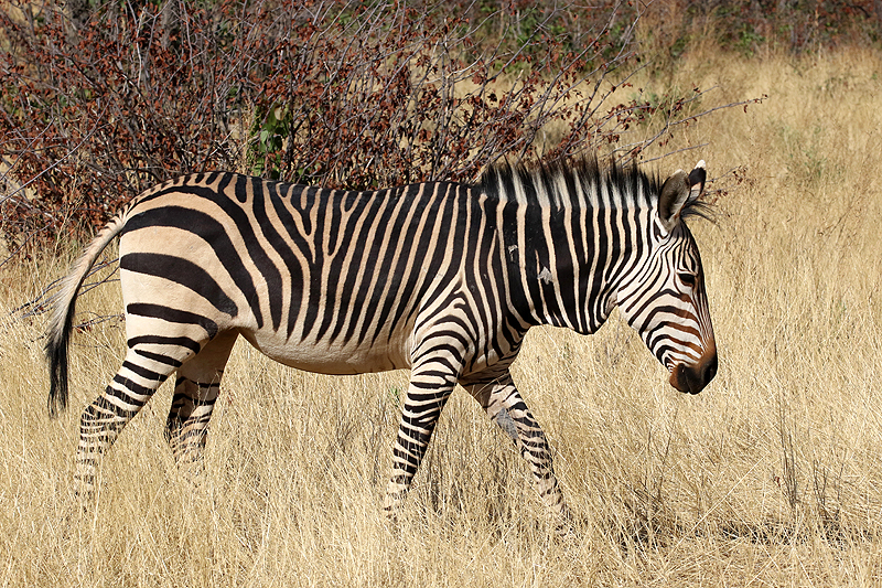 Environs de Dolomite