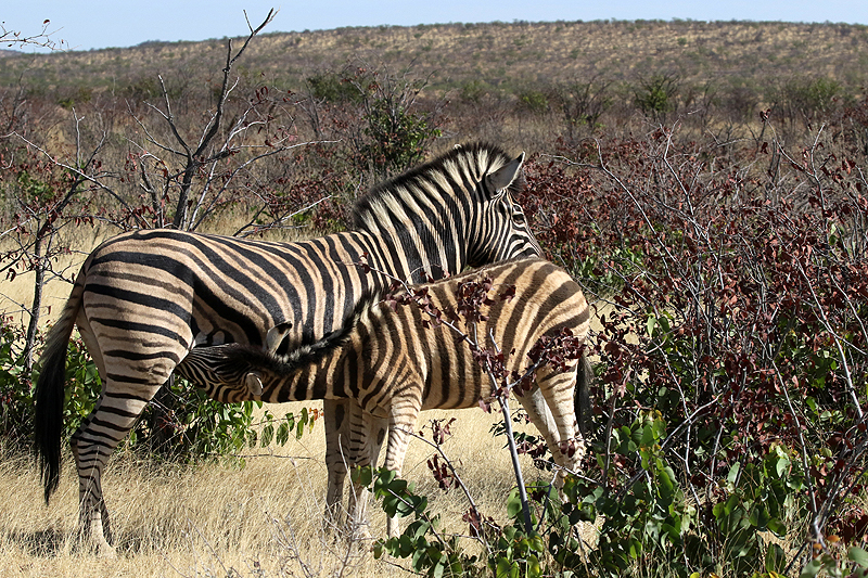 Environs de Dolomite