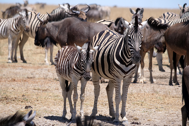 Environs de Namutoni