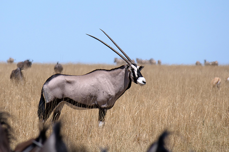 Environs de Namutoni